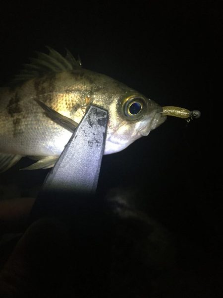 たかたか釣り日記