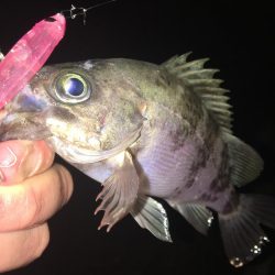 たかたかの釣り日記