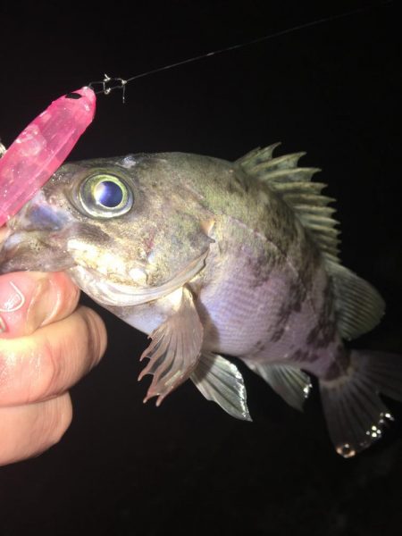 たかたかの釣り日記