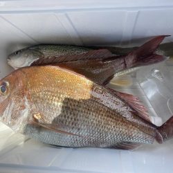 ノッコミはじまり？