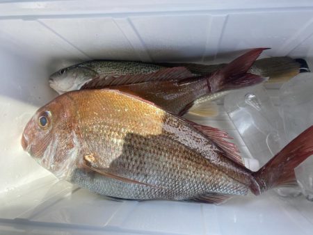 ノッコミはじまり？