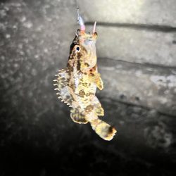 久しぶりのライトゲーム