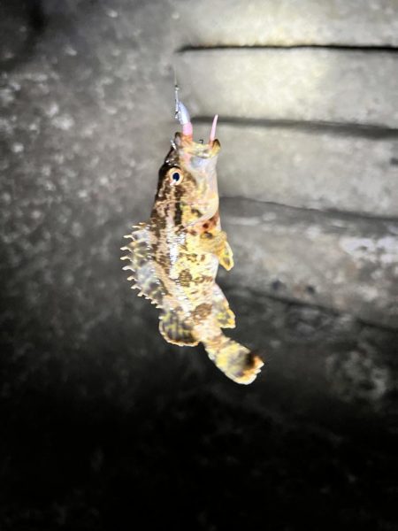 久しぶりのライトゲーム