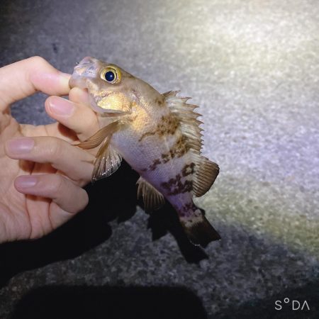 渋めでした、サイズが