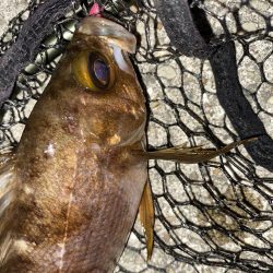 フロートゲーム