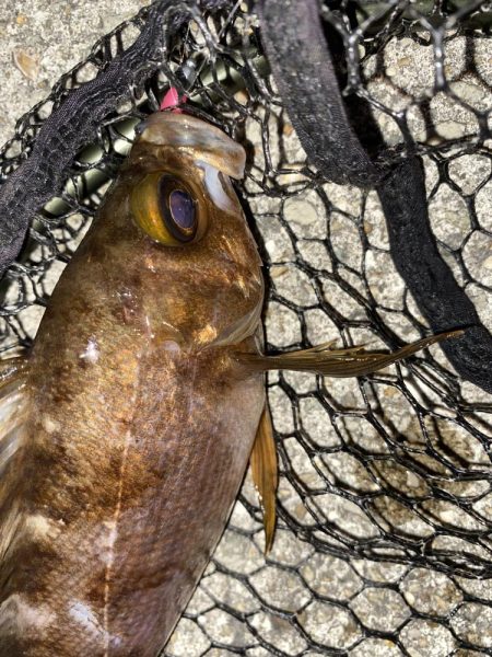 フロートゲーム