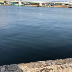 バチ抜けシーバス