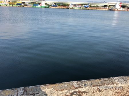 バチ抜けシーバス