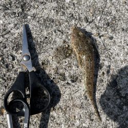 花見カレイ不発