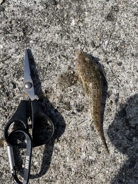 花見カレイ不発