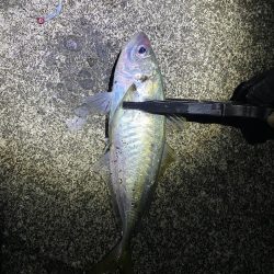 夕マズメアジング