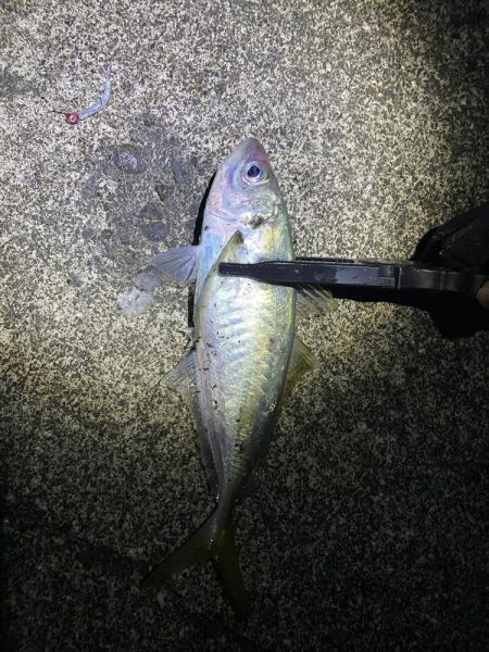 夕マズメアジング