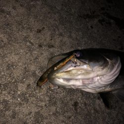 クロキンカラーのミノー