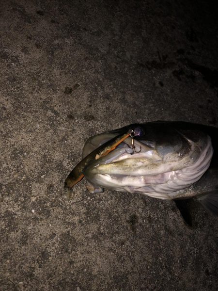 クロキンカラーのミノー