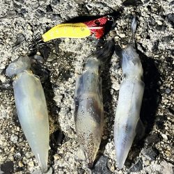 初、ベイカを求めて！！