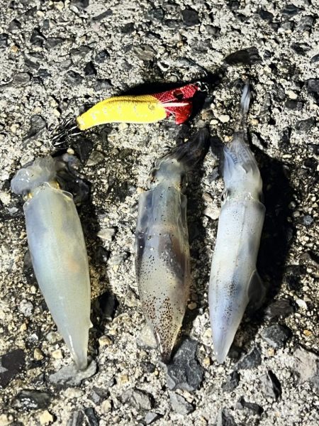 初、ベイカを求めて！！