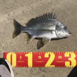 ヘチ釣りでキビレGET