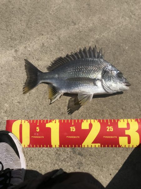 ヘチ釣りでキビレGET