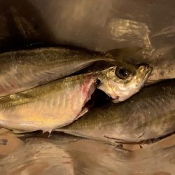 春がきたϵ( \’Θ\’ )϶