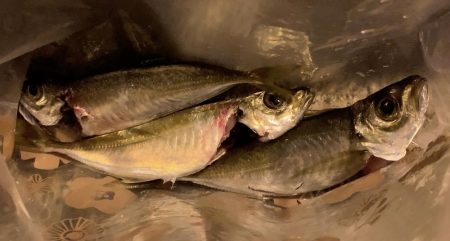 春がきたϵ( \’Θ\’ )϶