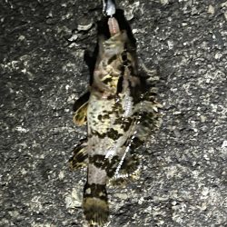 ガシラは裏切らない