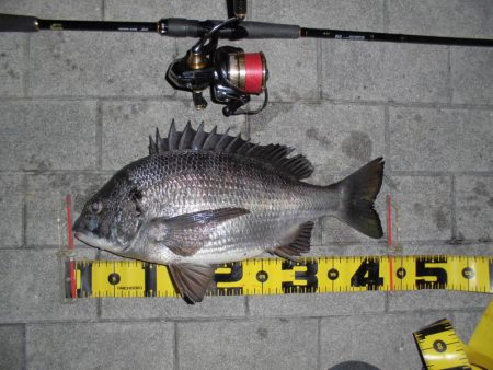 ポツポツと釣れる感じ…