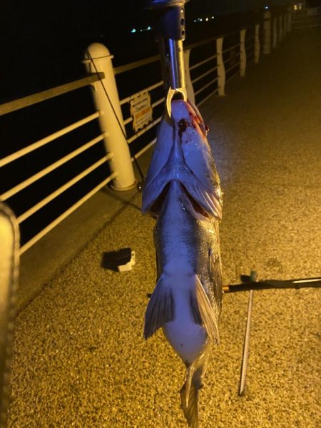 ヘチってきました