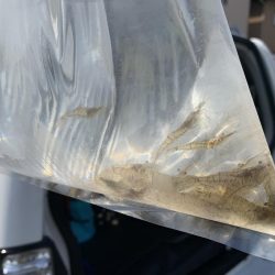 メバル釣れるϵ( \’Θ\’ )϶