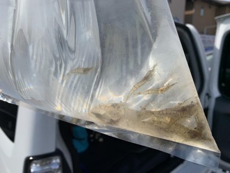 メバル釣れるϵ( \’Θ\’ )϶