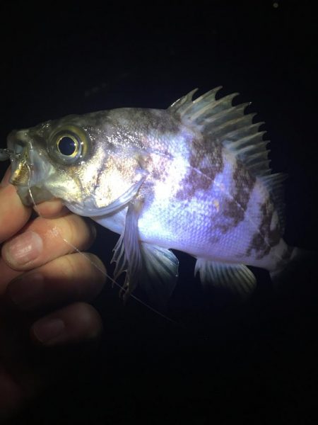 たかたか釣り日記