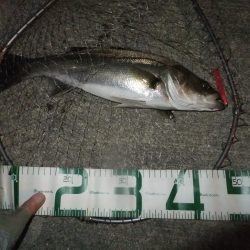 シーバス絶好調!