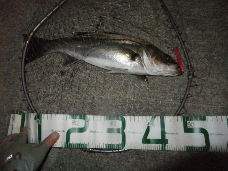 シーバス絶好調!