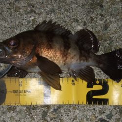 いよいよメバリング最盛期へ