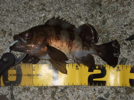 いよいよメバリング最盛期へ