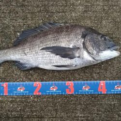 今日はフカセでチヌ‼