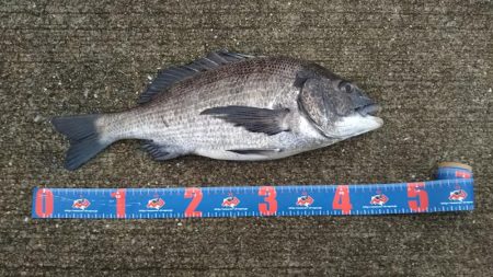 今日はフカセでチヌ‼