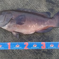 今日もフカセ釣り【ちぬ】