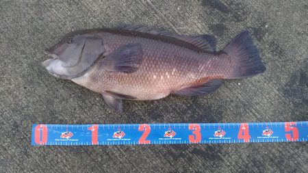 今日もフカセ釣り【ちぬ】