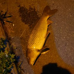 シーバスのはずが鯉