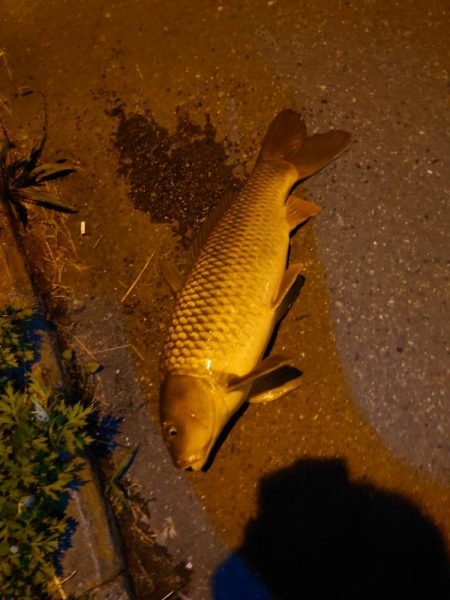 シーバスのはずが鯉