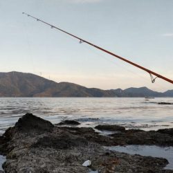 鯉川でのキス釣り
