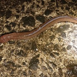 閖上漁港周辺の釣行