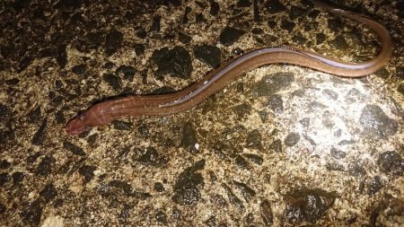 閖上漁港周辺の釣行