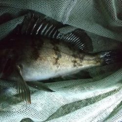 アジはどこに？