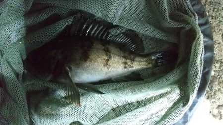 アジはどこに？