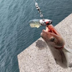 爆風とエソの微笑み