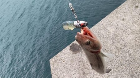 爆風とエソの微笑み