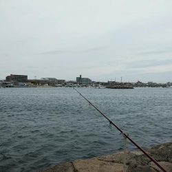 良型キスが釣れました