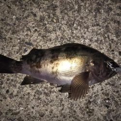 型は小さいが良いコンディションのメバル