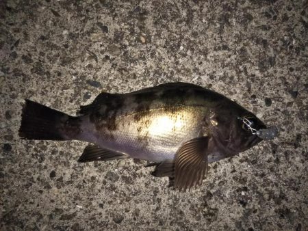 型は小さいが良いコンディションのメバル